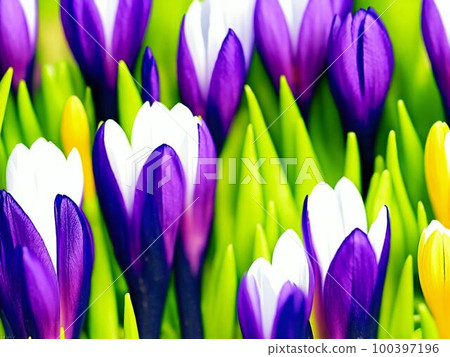 Crocus purple flower AI illustration 100397196