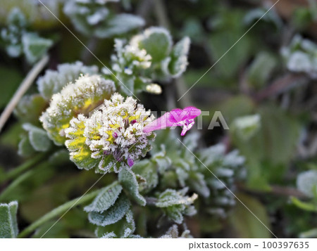 Hotokenoza blooming in a frosty park 100397635