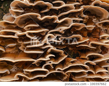 Fungus growths root sponge on a tree stump. Fungus growths root sponge on a tree stump. 100397662