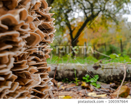 Fungus growths root sponge on a tree stump. 100397664