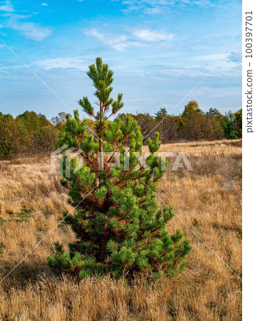 Lonely green pine tree against the blue sky. 100397701