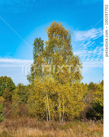 White birch trees against the blue sky. 100397702