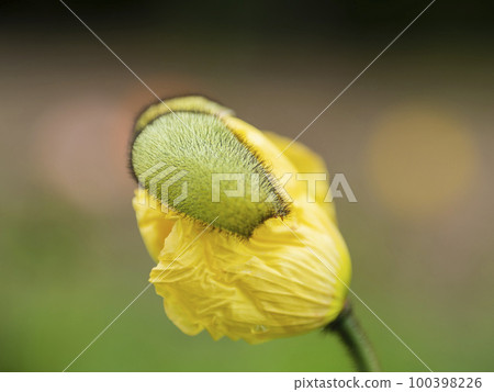 yellow poppy blooming 100398226