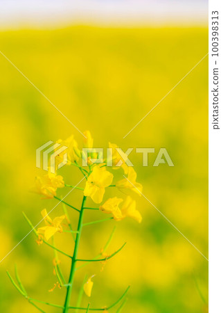 [Spring material] Spring rape blossoms in Nakayama Kogen [Nagano Prefecture] 100398313