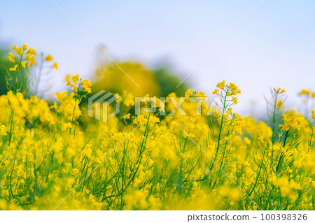 [Spring material] Spring rape blossoms in Nakayama Kogen [Nagano Prefecture] 100398326