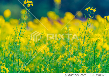 [Spring material] Spring rape blossoms in Nakayama Kogen [Nagano Prefecture] 100398328