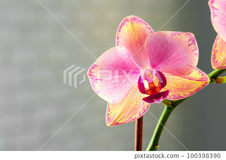 Pink and yellow pastel orchid close up Pink and yellow pastel orchid close up 100398390