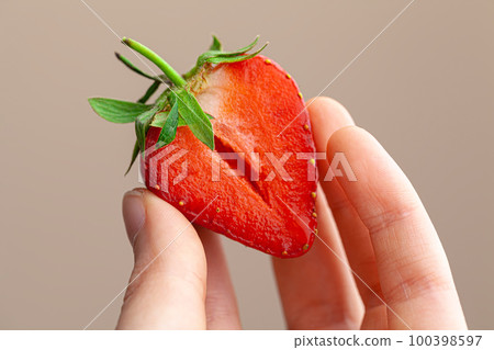 Beautiful large red strawberry in a hand Beautiful large red strawberry in a hand 100398597