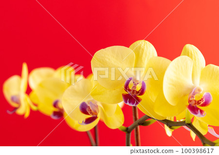 Orchid flowers on red background close up Orchid flowers on red background close up 100398617