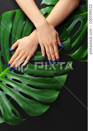 Female hand with classic blue color nails manicure on monstera leaf Female hand with classic blue color nails manicure on monstera leaf 100399522