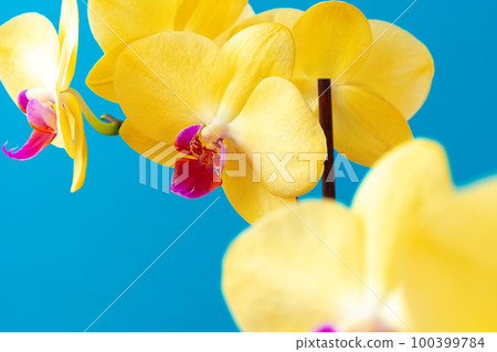 Close up photo of yellow blooming orchid branch Close up photo of yellow blooming orchid branch 100399784