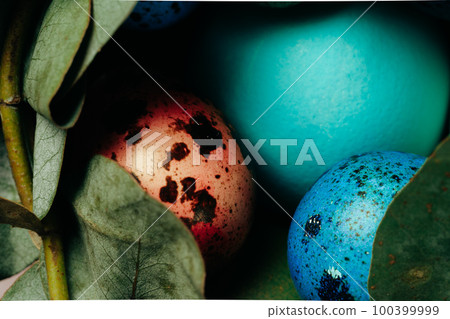 Colored quail eggs in leaf nest close up 100399999