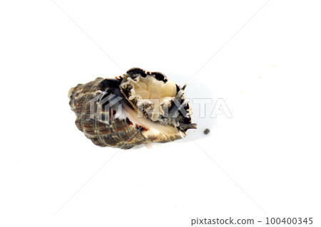 蚵岩螺 蚵岩螺 100400345