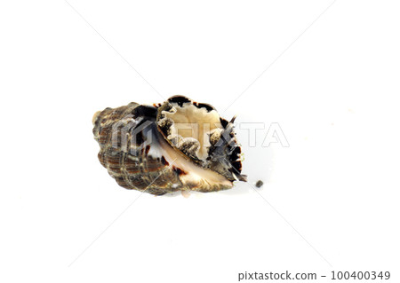 蚵岩螺 蚵岩螺 100400349