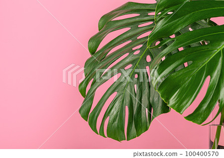 Beautiful monstera leaf on a pink background Beautiful monstera leaf on a pink background 100400570