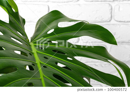 Close up of a monstera plant leaves against white brick wall Close up of a monstera plant leaves against white brick wall 100400572
