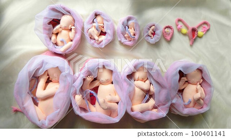 通俗易懂的胎兒娃娃 孕期胎兒的生長發育 100401141