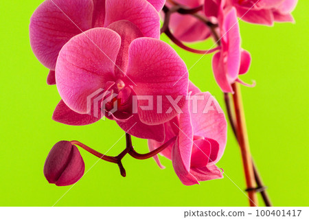 Close up of beautiful phalaenopsis orchid flowers Close up of beautiful phalaenopsis orchid flowers 100401417
