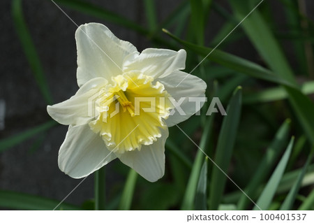 Narcissus Narcissus 100401537