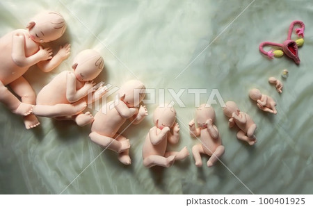 健康、護理、助產、醫療、真人大小的教材 健康、護理、助產、醫療、真人大小的教材 100401925