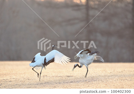 Two red-crowned cranes dancing in a golden meadow (Hokkaido) Two red-crowned cranes dancing in a golden meadow (Hokkaido) 100402300