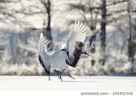 Red-crowned crane (Tsurui, Hokkaido) landing with its wings spread while bathing in the morning sun Red-crowned crane (Tsurui, Hokkaido) landing with its wings spread while bathing in the morning sun 100402308