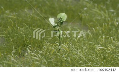 Meadow and growing leaves 100402442