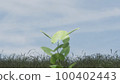 Meadow and growing leaves 100402443