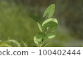 Meadow and growing leaves 100402444