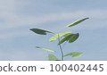 Meadow and growing leaves 100402445