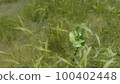 Meadow and growing leaves 100402448