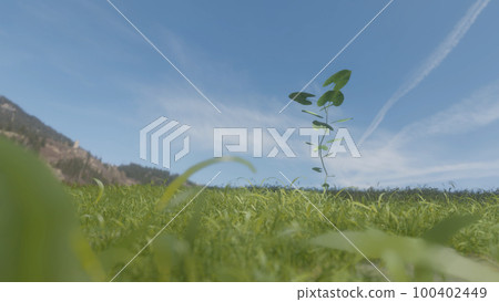 Meadow and growing leaves 100402449