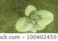 Meadow and growing leaves 100402450