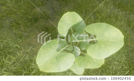 Meadow and growing leaves 100402450
