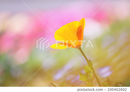 蒼白的背景和加州罌粟花 100402602