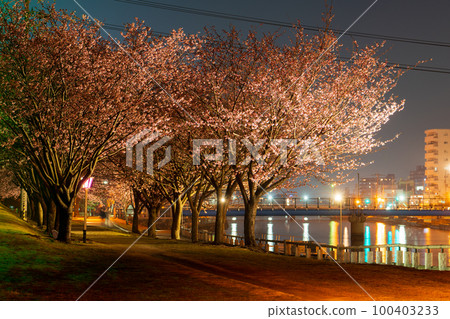 [Kanzakura] Illuminated Hachisuka cherry blossoms in Tokushima Central Park 100403233