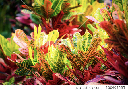 Croton tropical plant Croton tropical plant 100403665