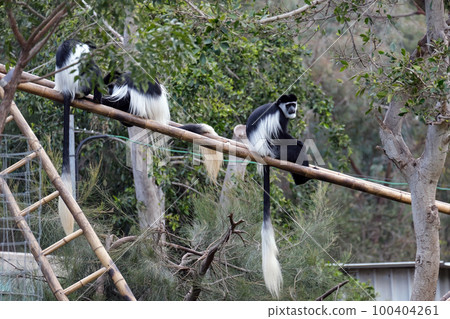 Eastern colobus, or Gverets (lat. Colobus guereza) Eastern colobus, or Gverets (lat. Colobus guereza) 100404261