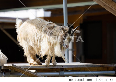 EOSR6.Hiroshima Fukuyama, mountain goat. 100404438