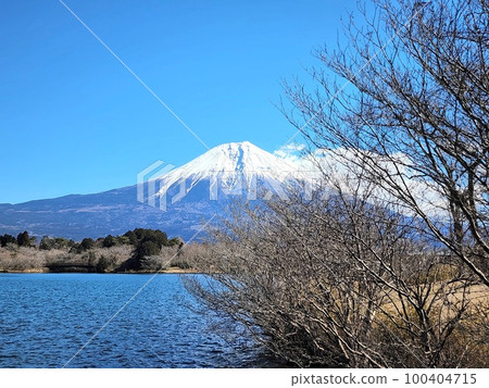 從湖邊的樹蔭下看到的富士山 從湖邊的樹蔭下看到的富士山 100404715