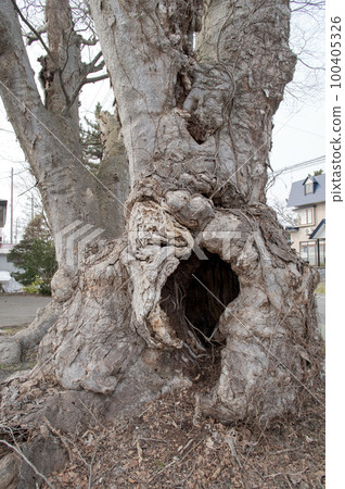 Old zelkova trees waiting for spring, Takanosu Shrine, Akita Prefecture Old zelkova trees waiting for spring, Takanosu Shrine, Akita Prefecture 100405326