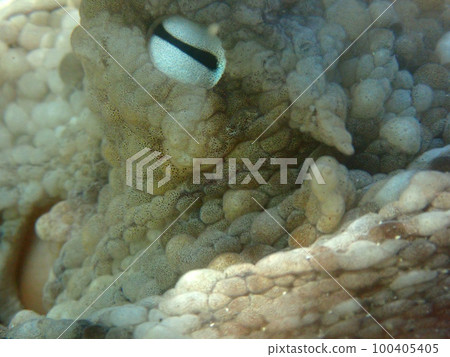 章魚眼睛特寫 100405405