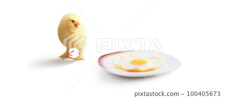 Little cute baby chick for easter. Yellow newborn baby chick. Little cute baby chick for easter. Yellow newborn baby chick. 100405673