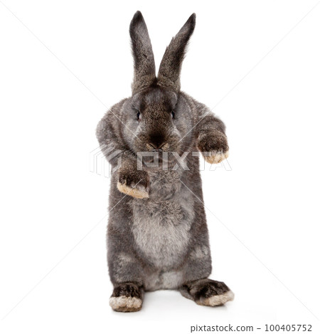 Funny Easter bunny. Happy Easter holiday concept. 100405752
