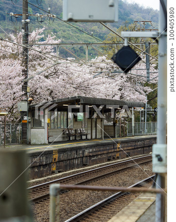 Scenery of Kawachi Katakami Station with beautiful cherry blossom trees 100405980