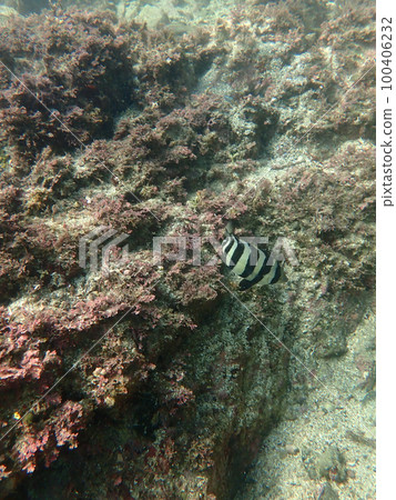 Ishidai juvenile fish Ishidai juvenile fish 100406232