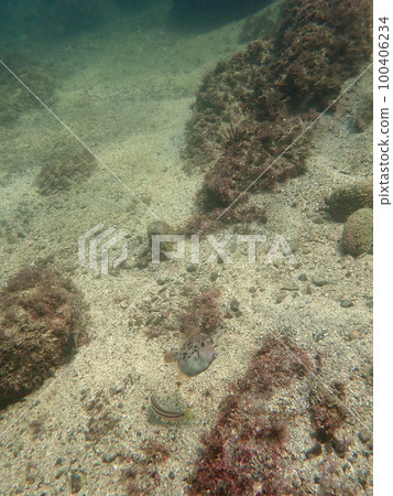 muddy sea trout muddy sea trout 100406234