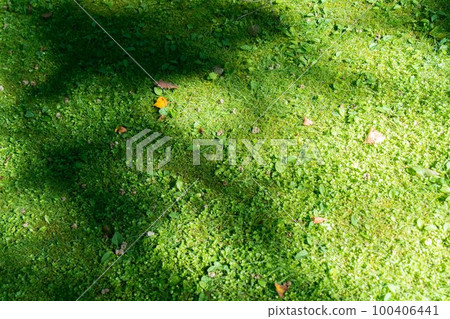 Sunshine in a green area with deciduous leaves Sunshine in a green area with deciduous leaves 100406441