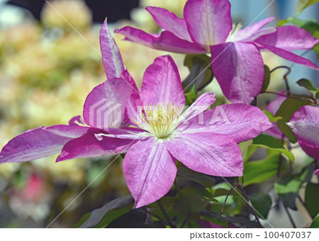 The reddish-purple clematis asao of the ranunculaceae family The image of flowers blooming all at once from spring to early summer in Hokkaido 100407037