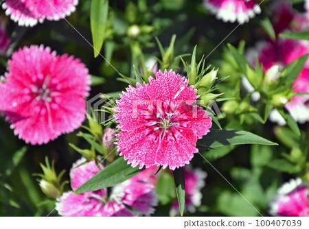Pretty pink dianthus (Dianthus) that blooms in spring In Hokkaido, flowers bloom all at once from spring to early summer Pretty pink dianthus (Dianthus) that blooms in spring In Hokkaido, flowers bloom all at once from spring to early summer 100407039